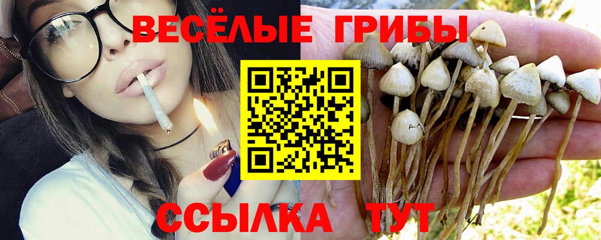 Галлюциногенные грибы Psilocybine cubensis Новоуральск